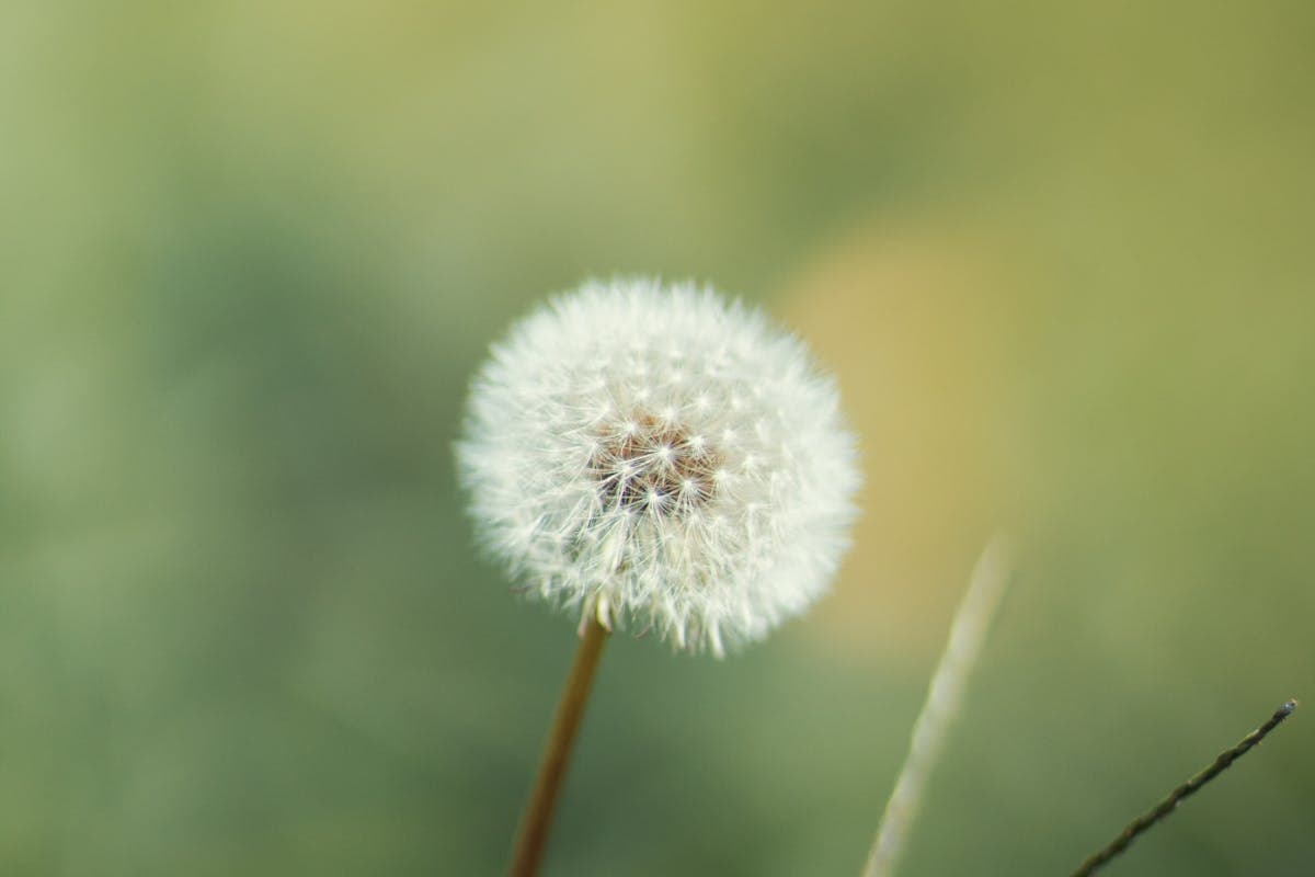 Ragweed and Mugwort Allergy: The August Pollen Peak