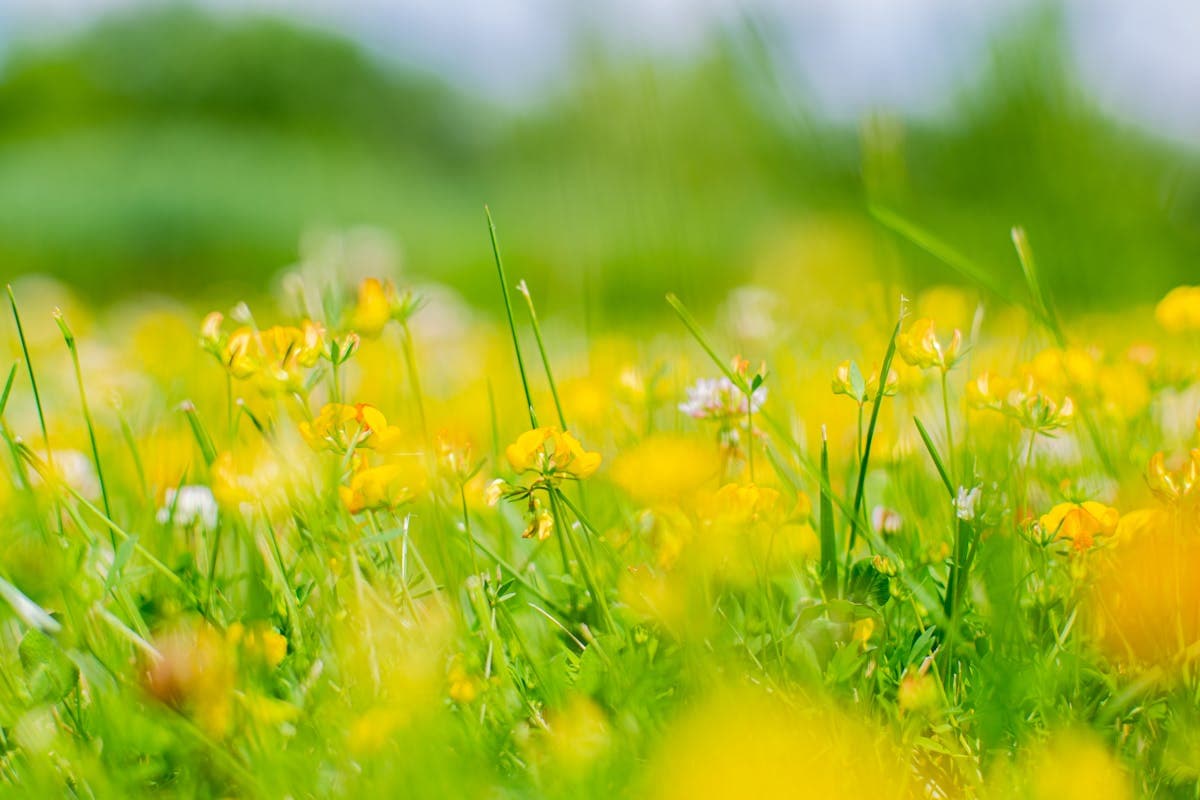 St. John's Wort for Mood: It Works — But Watch the Interactions