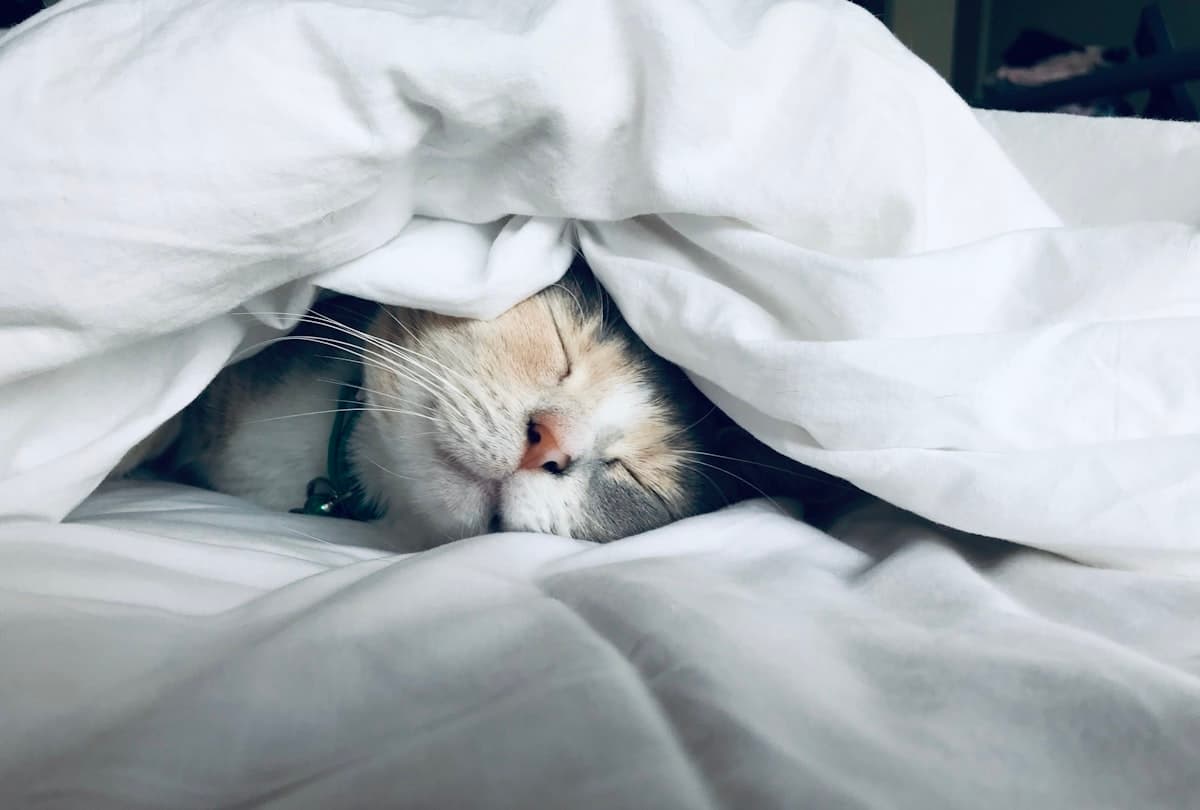 Why You Sleep Badly, Then Get Ill and Have No Energy - It's Not a Coincidence