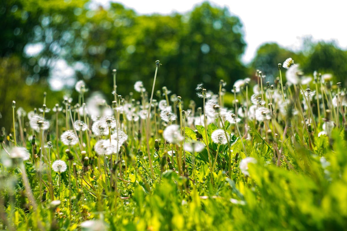 Pollen Calendar: How to Prepare Your Medicine Cabinet for Allergy Season