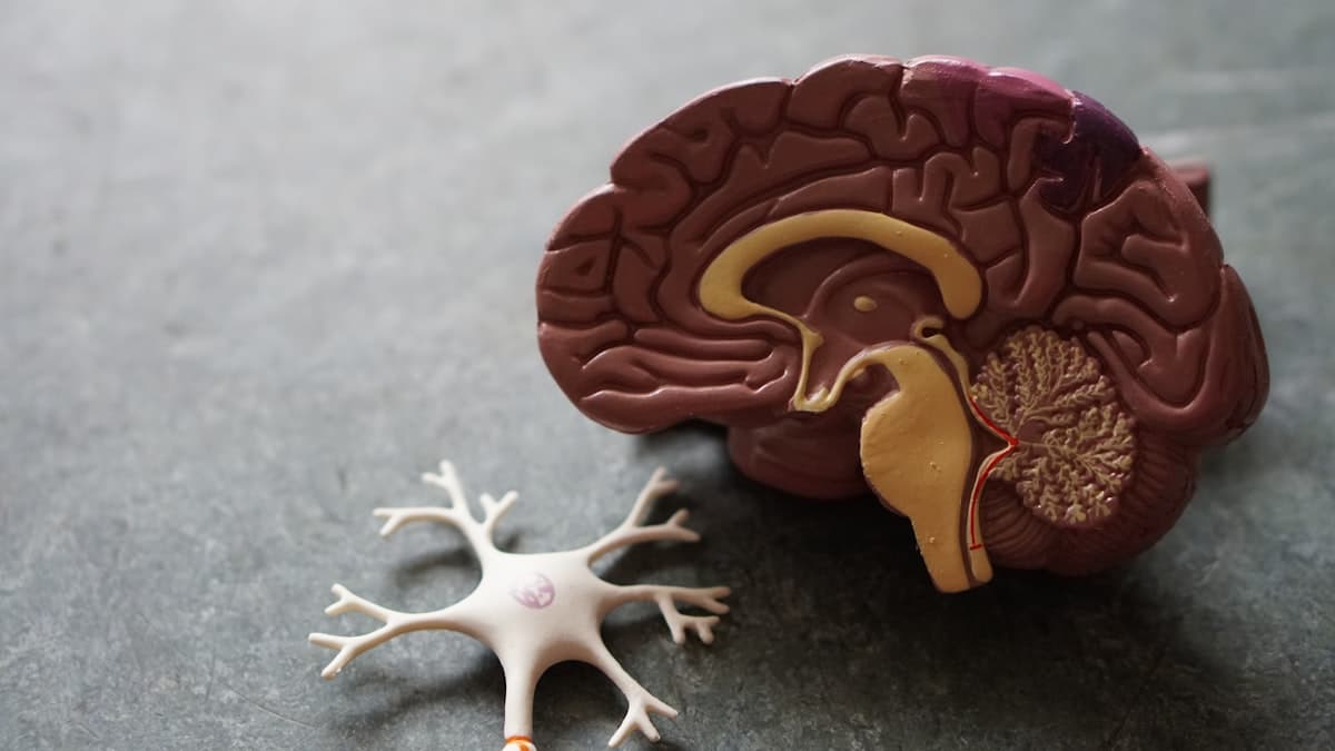 Cholesterol medications: statins and alternatives - what you need to know