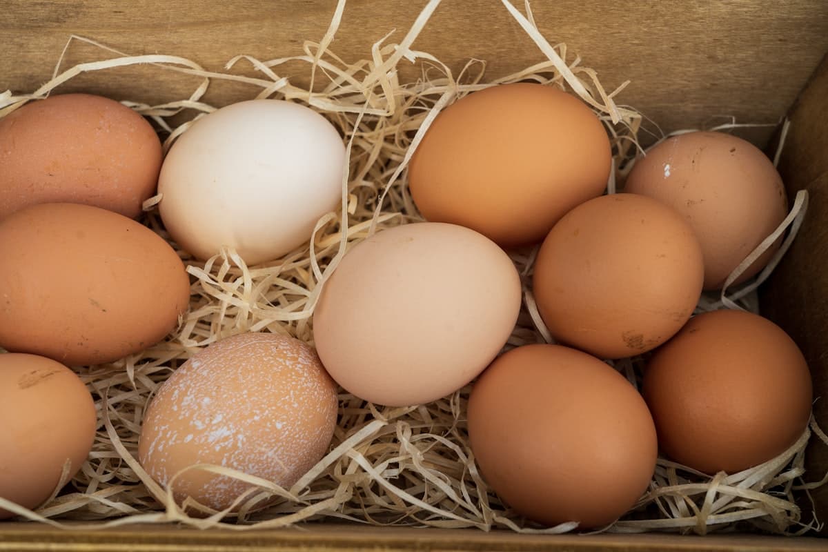 Meat and Eggs: Why They're So Healthy and How to Include Them in Your Diet