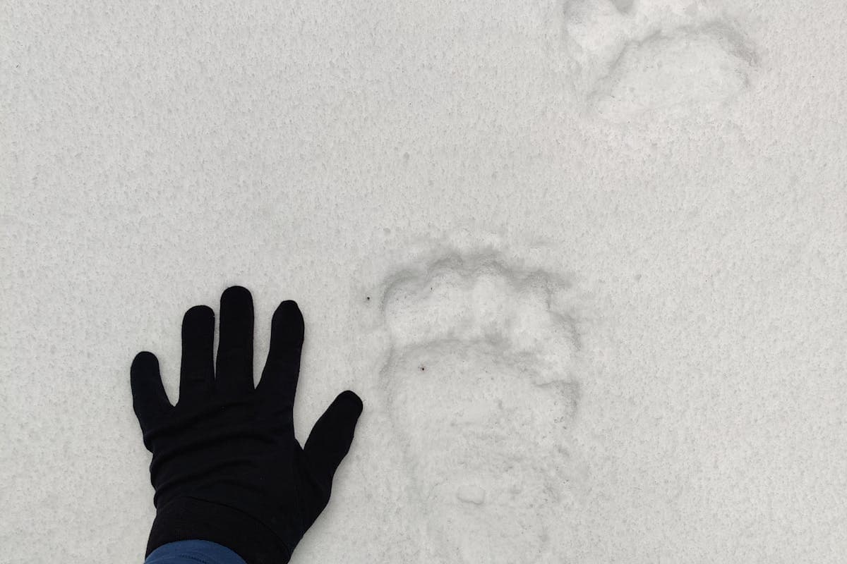 Frostbite and hypothermia: how to recognise them and give first aid